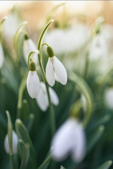 Vernal Equinox and the Start of Spring!
