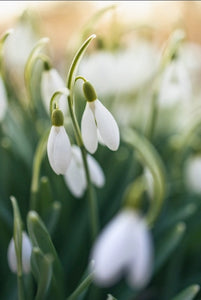 Vernal Equinox and the Start of Spring!
