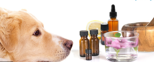 Are Essential Oils Safe for Dogs and Cats?