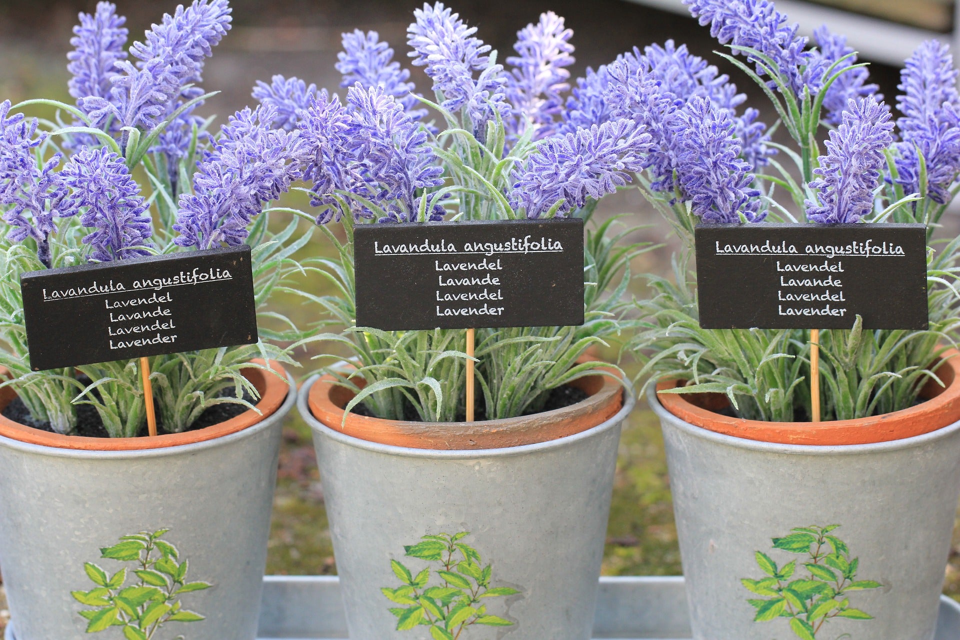 Lavender & it's Many Wonders