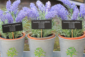 Lavender & it's Many Wonders